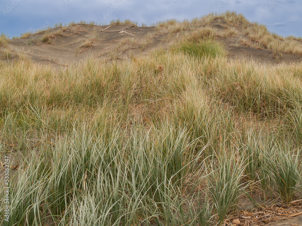 Marram grass growing windy west coast sandunes. Marram grass growing windy west coast sandunes.