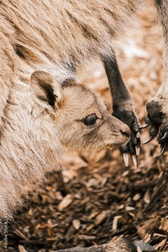 A young kangaroo is poking his head out from mum's pouch