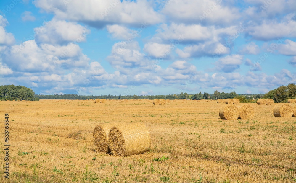 Rolls of hay lie on an autumn field