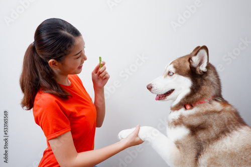 Girl feeding Siberian Husky dog Owner plays with dog with happy smile on white background. © krongthip