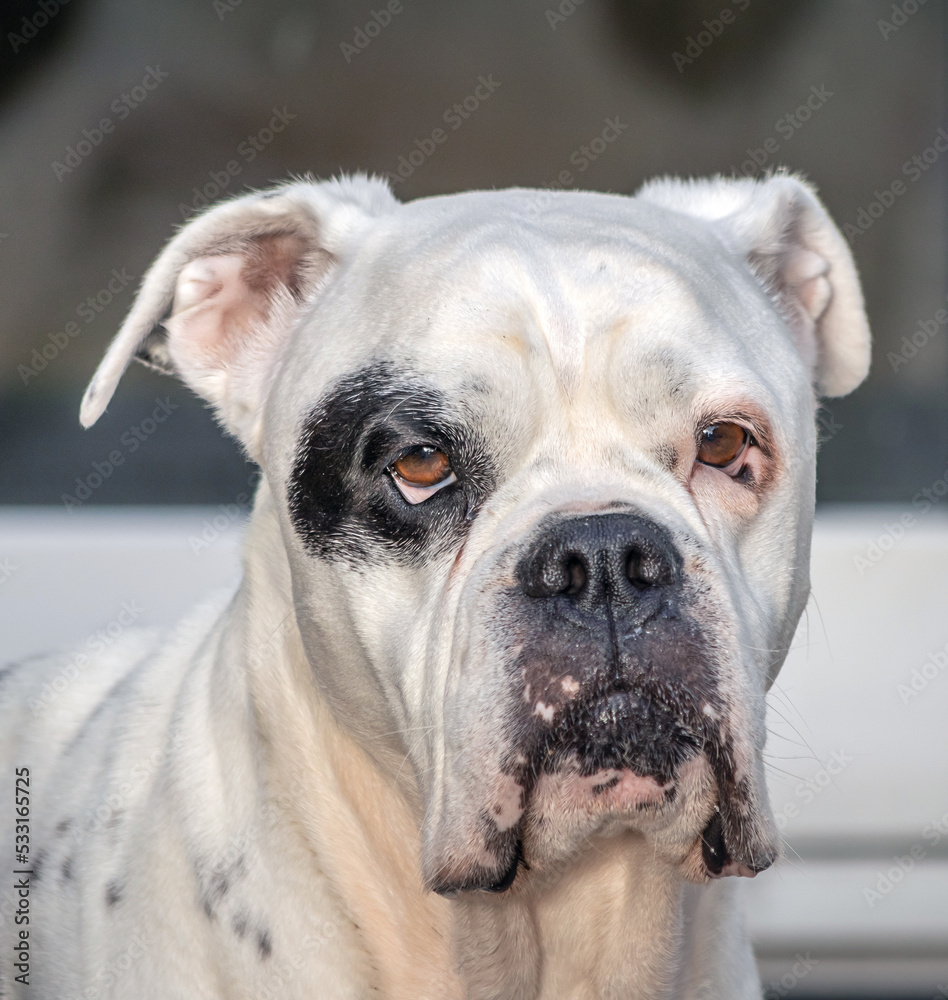 english bulldog portrait