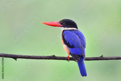 Fotografija magnificent blue bird with large red beaks calmly perching on wooden stick havin