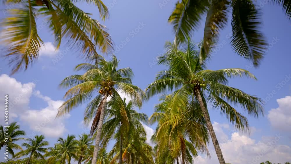 8k video going between rows of palm trees 8k video going between rows of palm trees