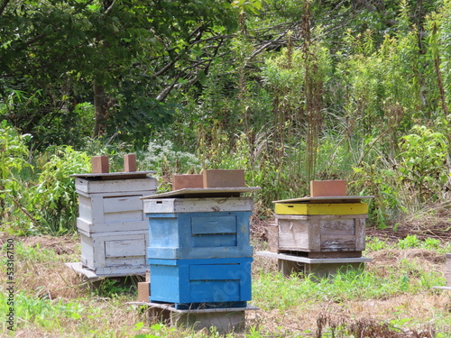 養蜂箱のある養蜂場の風景