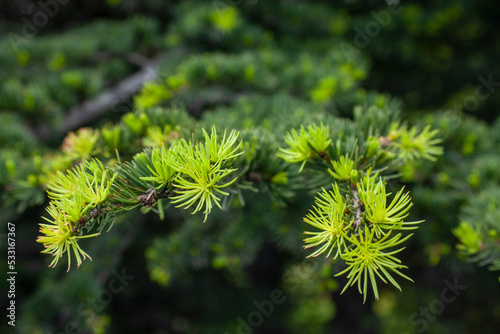 Bright green fresh needles of larch Larix decidua with soft focus background. Conifer tree branch