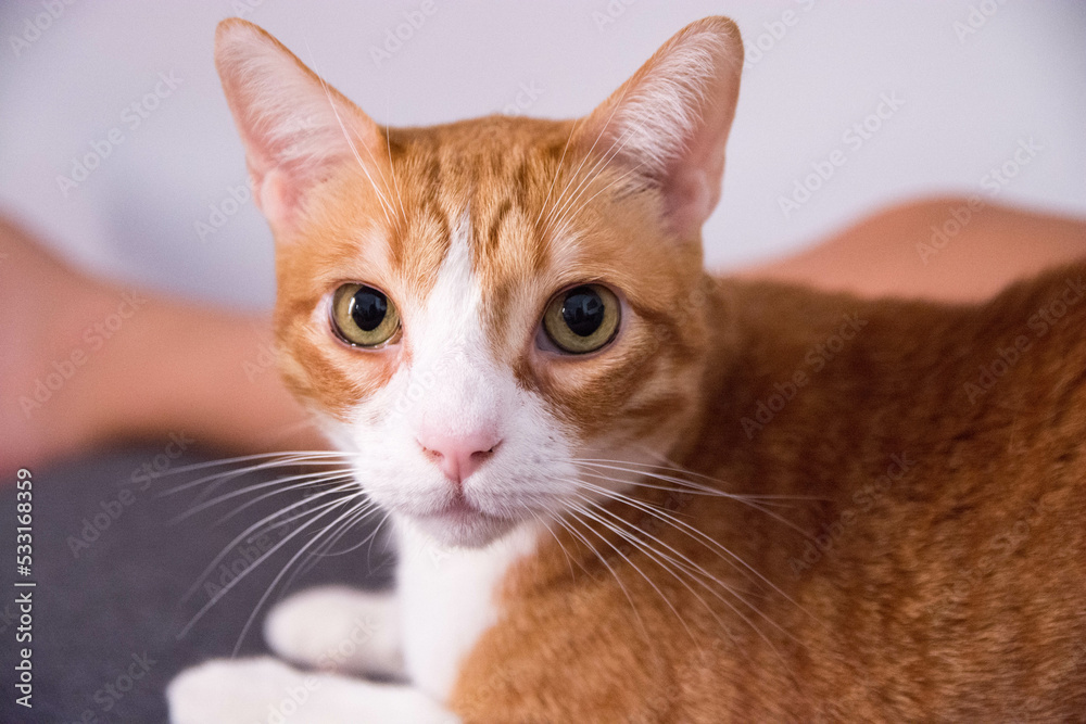 Ginger cat sitting onsofa in cozy living room. Ginger cat sitting onsofa in cozy living room.