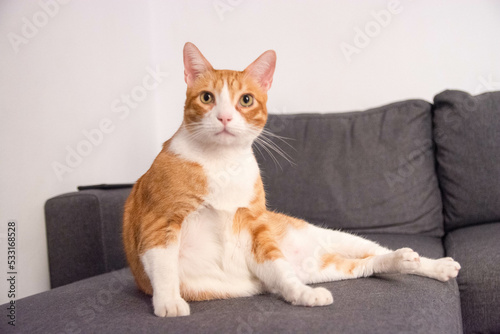 Ginger cat sitting onsofa in cozy living room. 