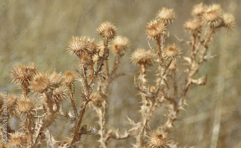 Paisaje flores de cardo seco con fondo difuminado