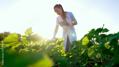Young biologist woman checks biological farm with green young plants on outdoor field and prints text on digital tablet. Quality control of grow and manufact products in meadow. Agriculture analysis. photo