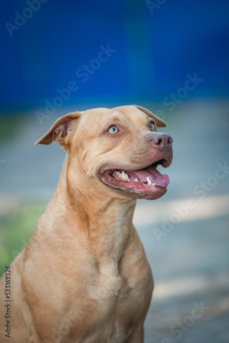 Portrait of a beautiful purebred american pit bull terrier outdoors.
