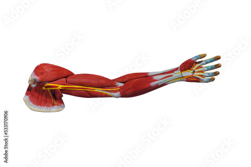 Human hand with muscles for education. Isolated on white