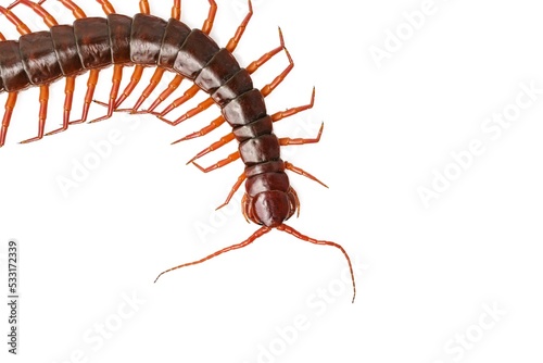 Fotografiet An orange centipede is on a white background.