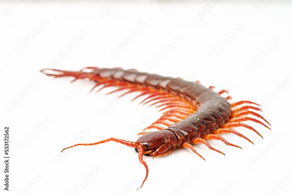 Fototapeta premium An orange centipede is on a white background.