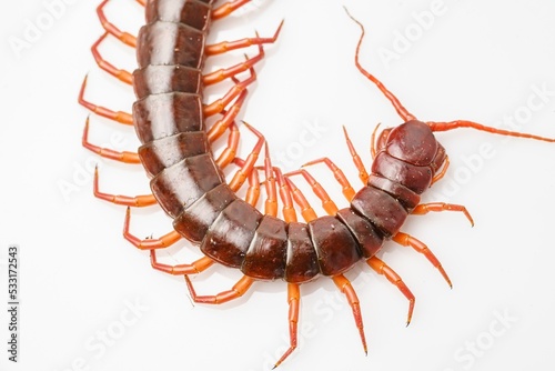 An orange centipede is on a white background.