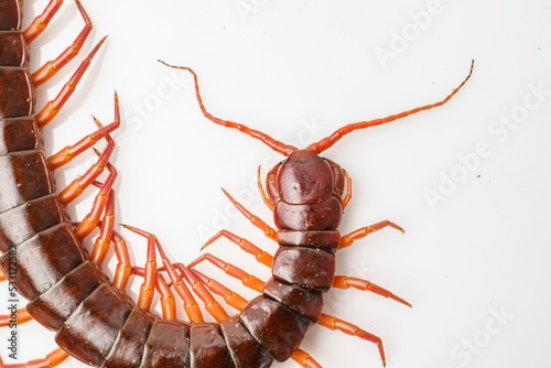 Foto An orange centipede is on a white background.
