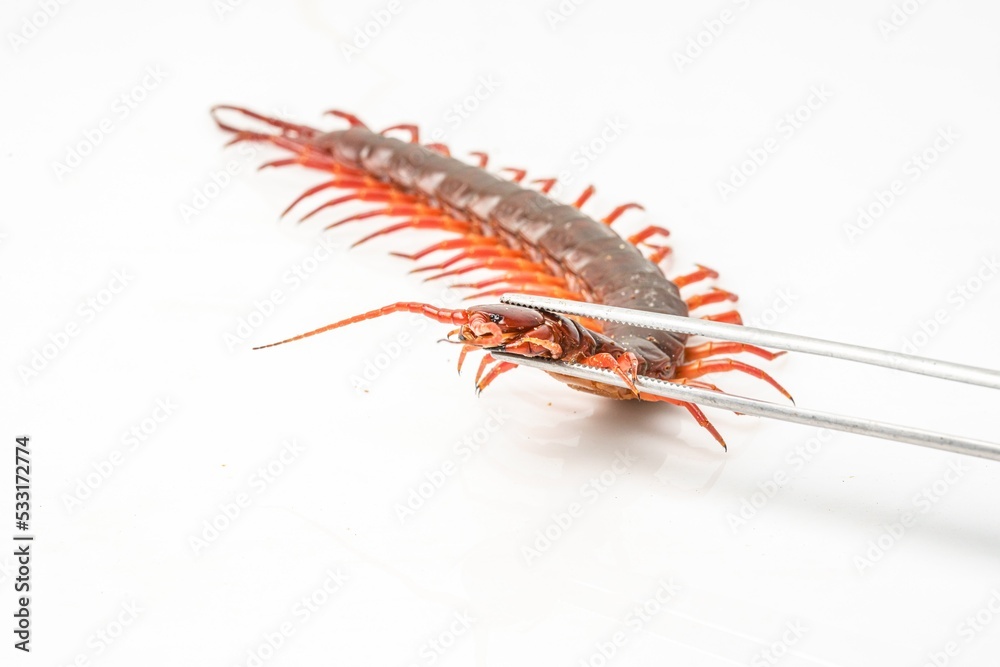 Fototapeta premium An orange centipede is on a white background.