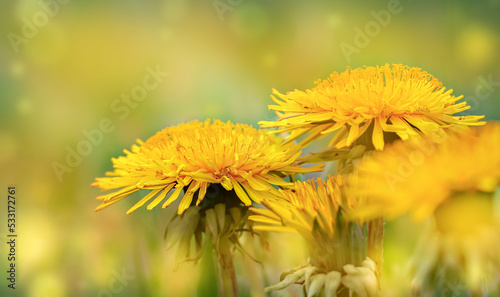 yellow dandelions flowers