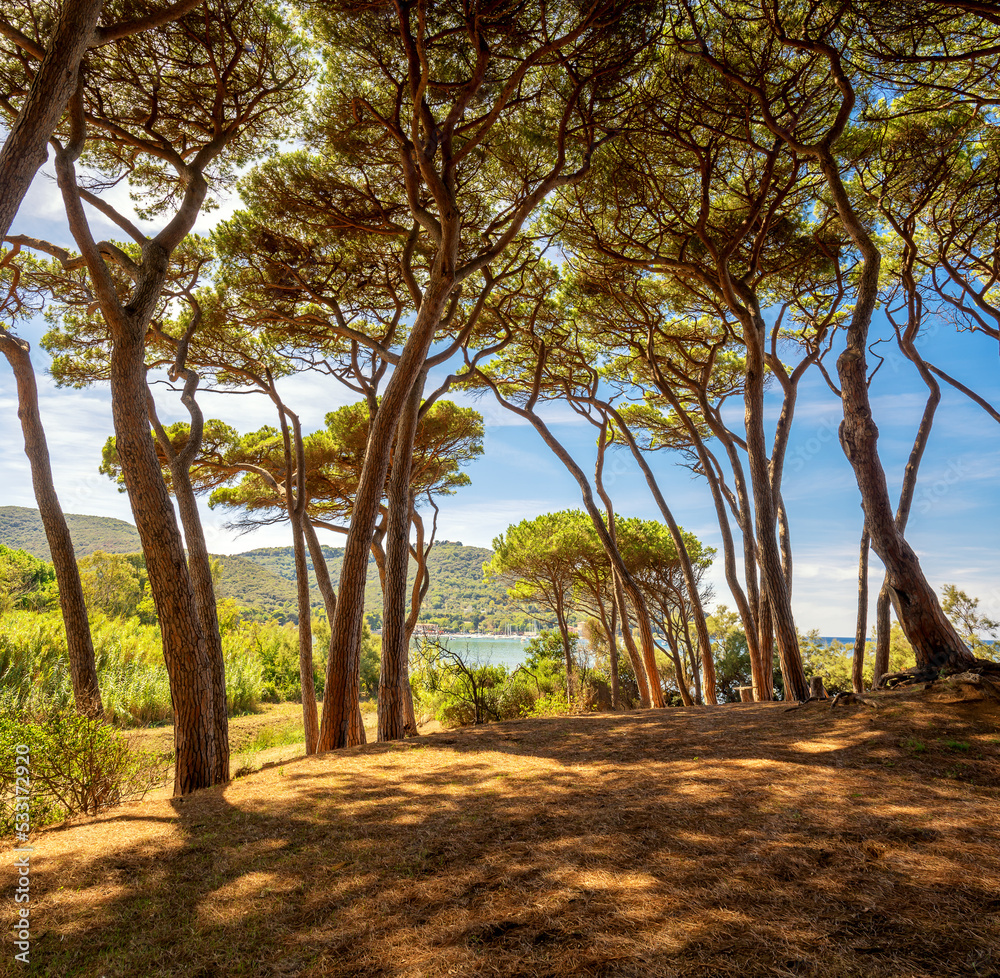Park of Italian pines on the seashore on a bright sunny day. The sun shines through the crowns of trees, creating a bizarre light-shadow pattern on the ground. Tuscany, Italy. Vertical panorama-landsc Park of Italian pines on the seashore on a bright sunny day. The sun shines through the crowns of trees, creating a bizarre light-shadow pattern on the ground. Tuscany, Italy. Vertical panorama-landsc