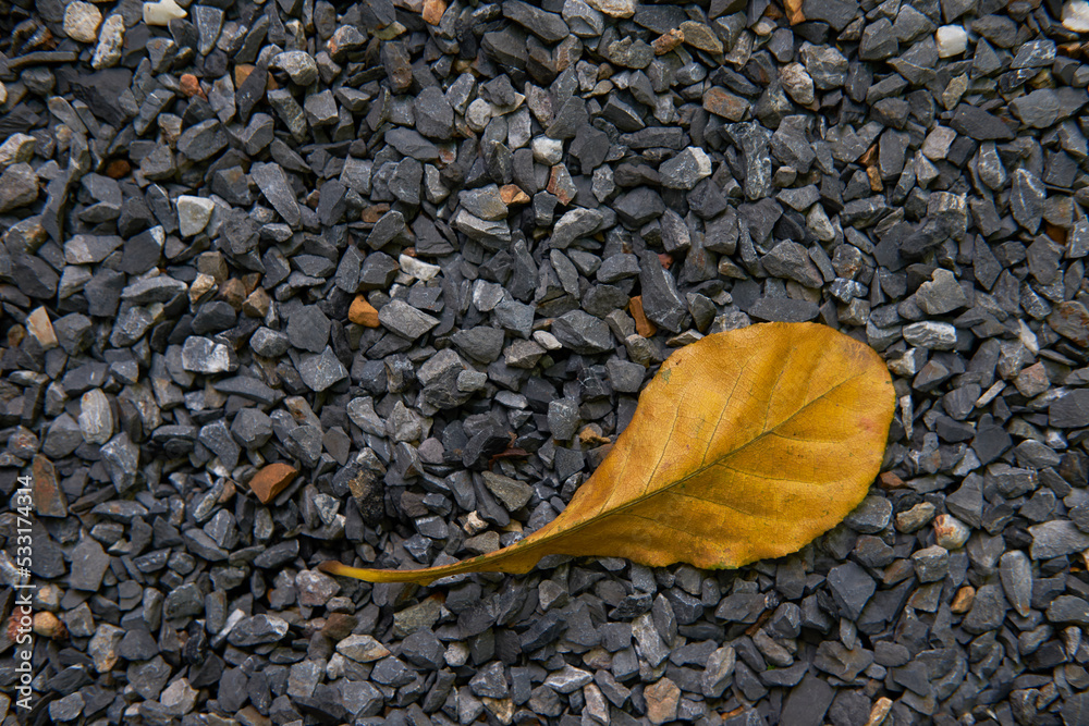 Top view yellow autumn leaf fall on rock background , autumn ,climate change concept
