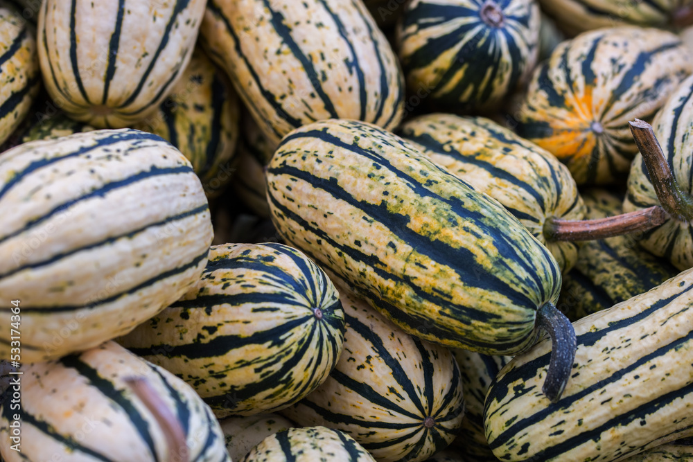 Delicata Speisekürbis Delicata Speisekürbis