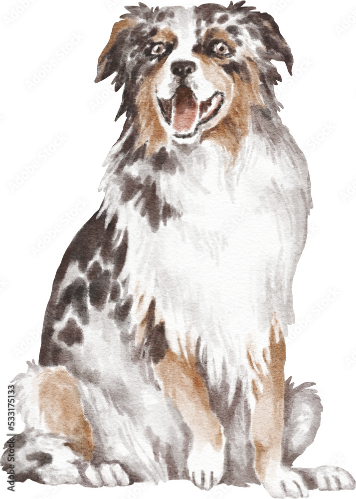 Fototapeta premium Australian shepherd dog illustration