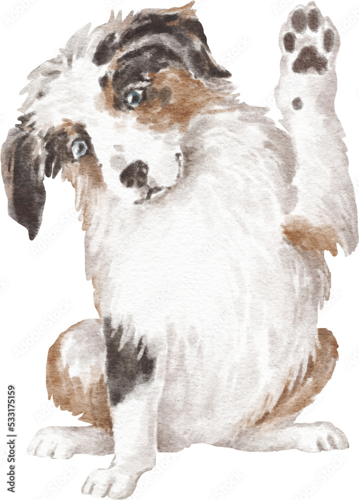 Australian shepherd dog illustration