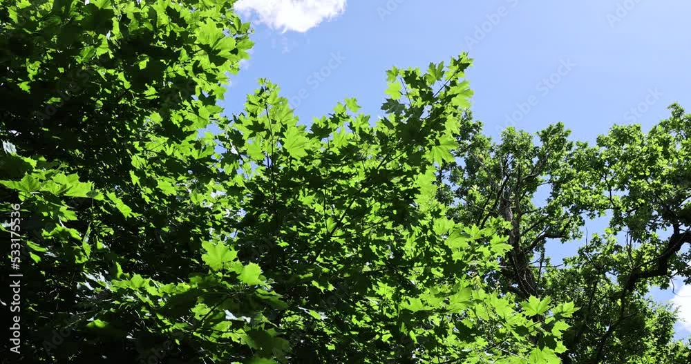 Trees growing in the forest in the summer, tall deciduous trees are illuminated by sunlight Trees growing in the forest in the summer, tall deciduous trees are illuminated by sunlight