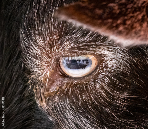 Closeup of eye of a goat showing horizontal pupil