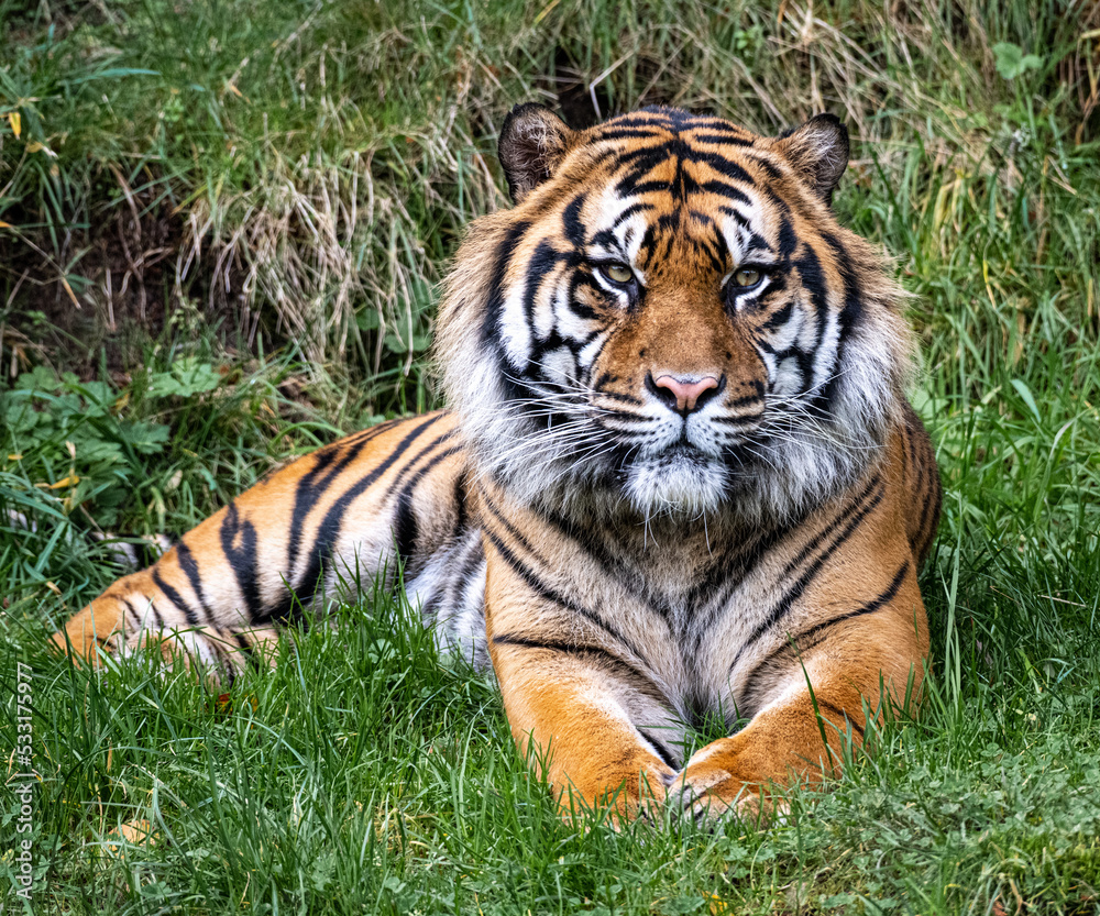 Closeup of a Sumatran Tiger at Point Defiance Zoo Closeup of a Sumatran Tiger at Point Defiance Zoo
