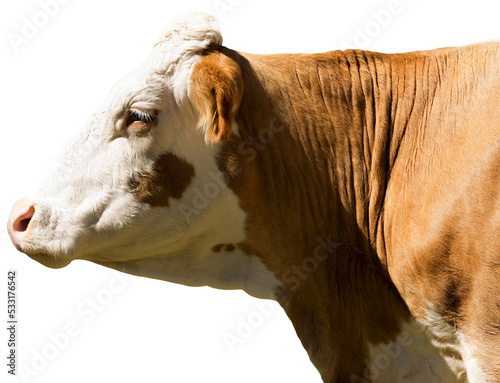 Close-up of a white and brown head of a cow (heifer) isolated on transparent background. Alps, Italy, south Europe. Photography, png.