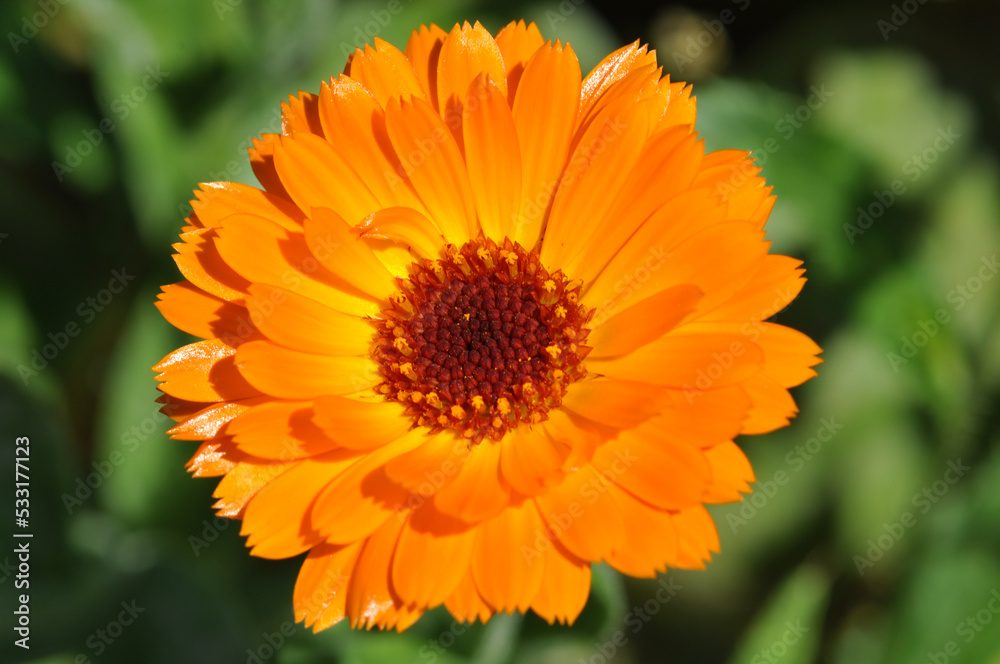 Ringelblume Ringelblume