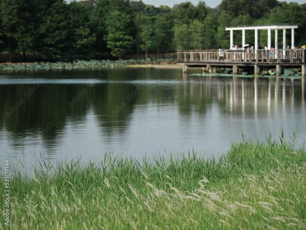 Obraz premium wooden bridge over the river