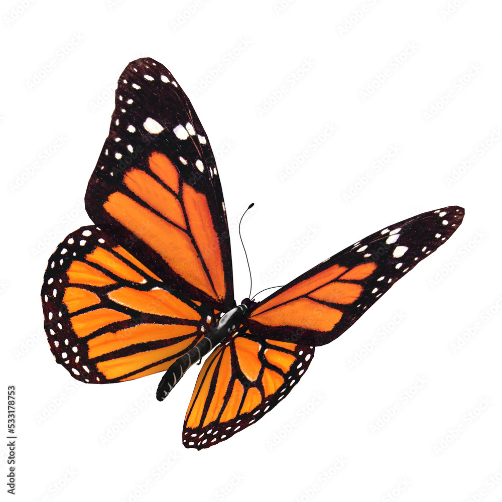 3d illustration of an orange butterfly - obrazy, fototapety, plakaty 