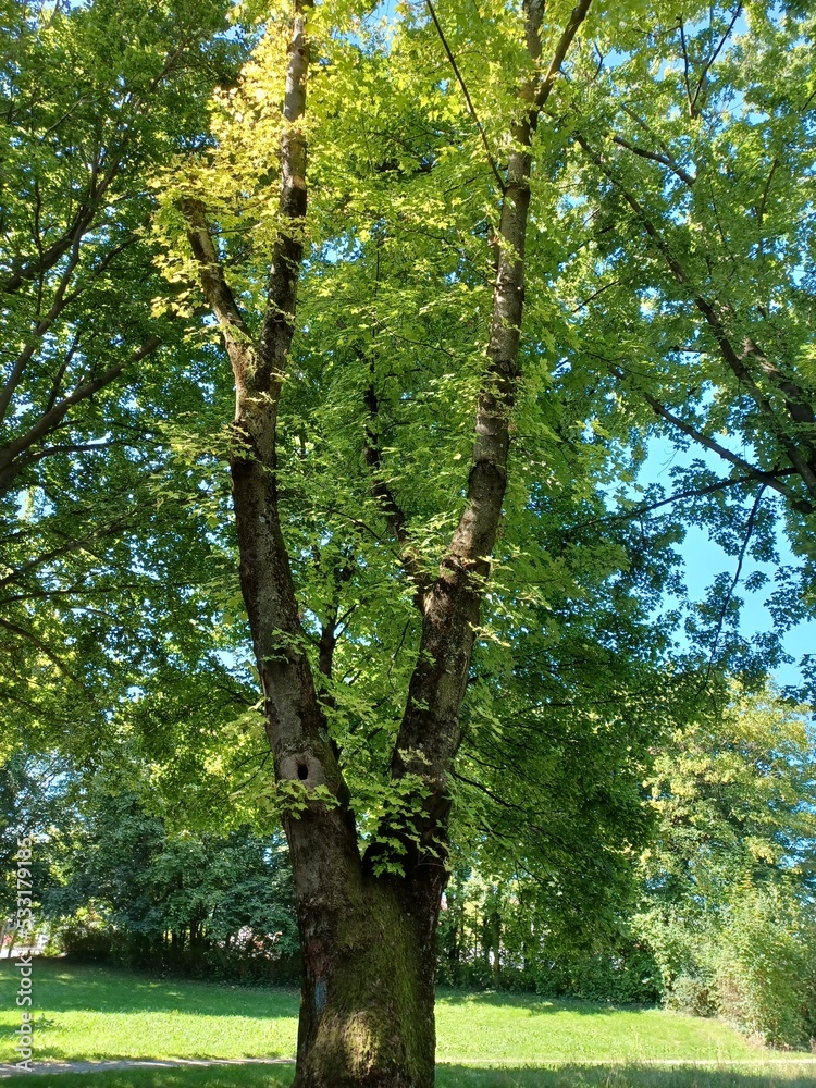 Fototapeta premium Baum im Park