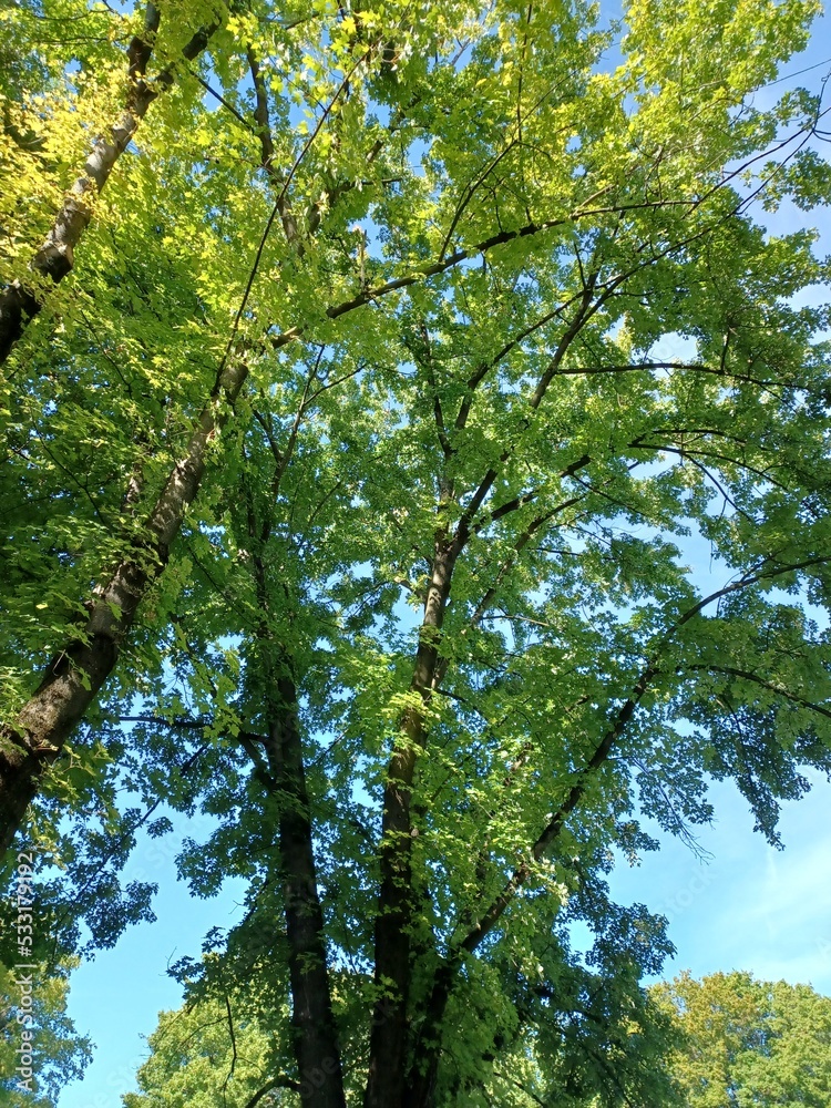 Obraz premium Baum im Park