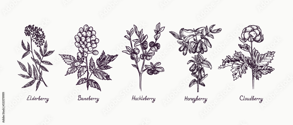 A picture showing a branch of Huckleberry tree with its fruit. The  huckleberry is a fruit of the heath family of plants, vintage line drawing  or engra Stock Vector Image & Art -