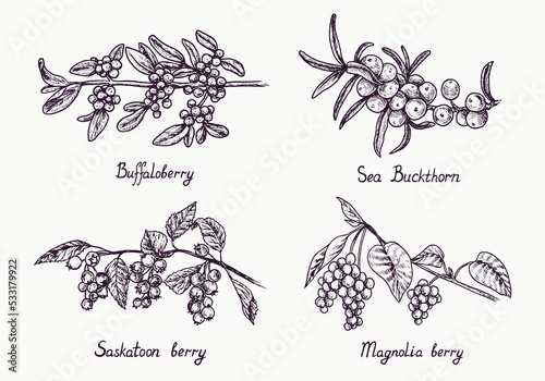 Buffaloberry, sea buckthorn, saskatoon and magnolia berry branch with berries and leaves, outline simple doodle drawing with inscription, gravure style