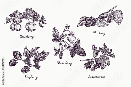 Gooseberry, strawberry, mulberry, raspberry, blackcurrant plant with berries, flower and leaves, simple doodle drawing with inscription, gravure style
