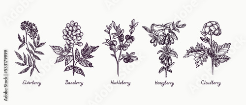 Fototapeta Naklejka Na Ścianę i Meble -  Elderberry (Sambucus), Baneberry (Actaea), Huckleberry, Honeyberry and Cloudberry (Rubus chamaemorus) branch with berries and leaves, outline simple doodle drawing with inscription, gravure style
