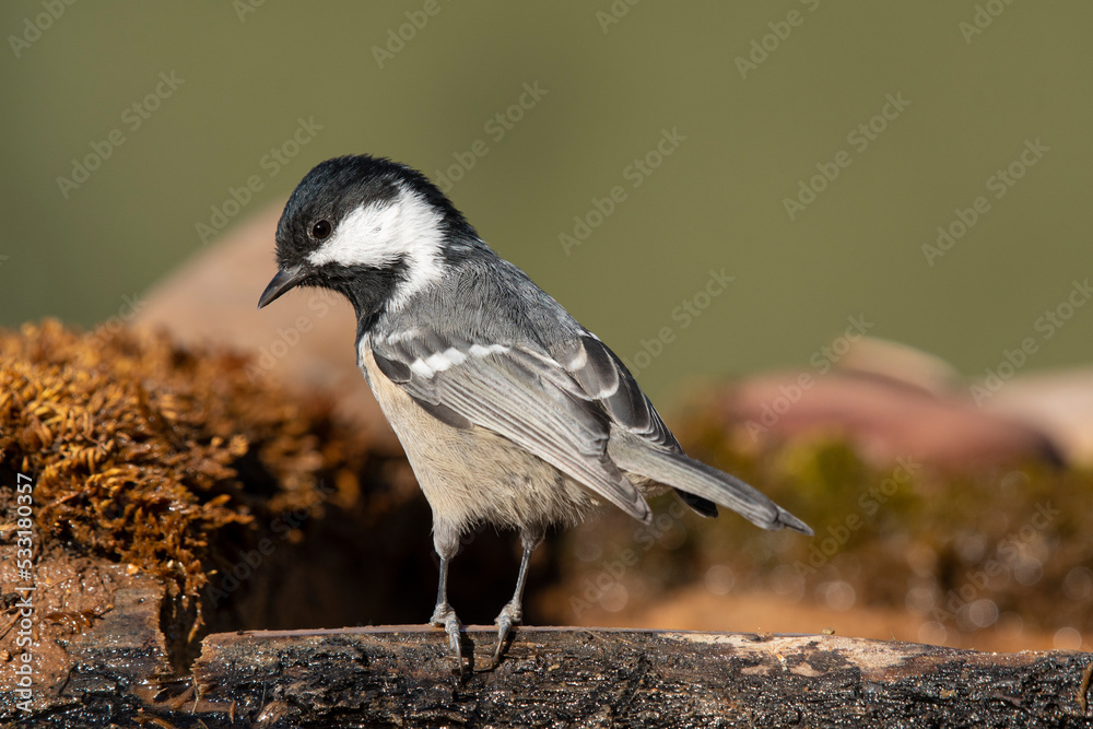 Naklejka premium Coal Tit