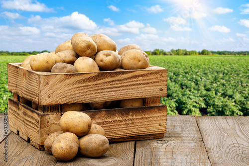 wooden box full of potatoes on table with green field photo