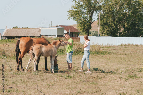 a girl and a guy are stroking a foal in the meadow. Farm horse care