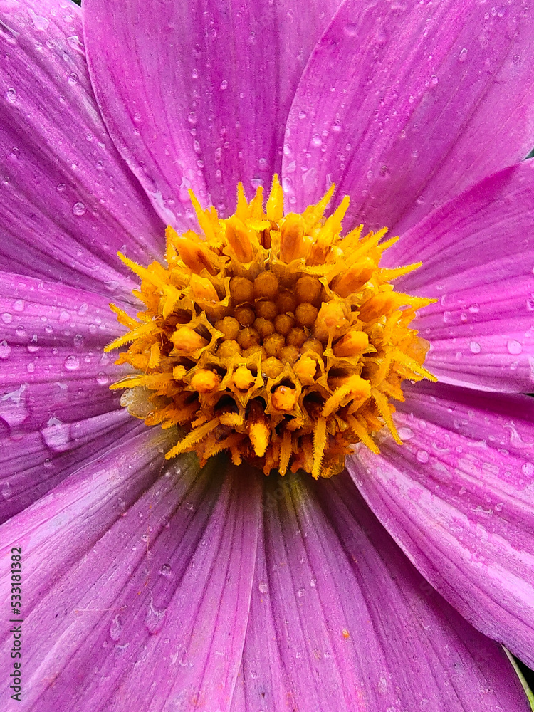 A close-up of a yellow pistil in the middle of a pink flower A close-up of a yellow pistil in the middle of a pink flower