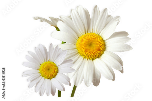 beautiful daisy white flower blooming in spring,cutout transparent background