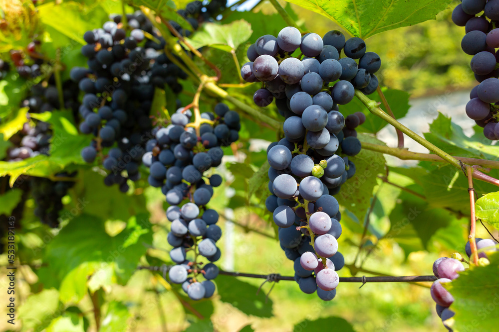 Big fresh bunches of blue grapes on a background of grape leaves.