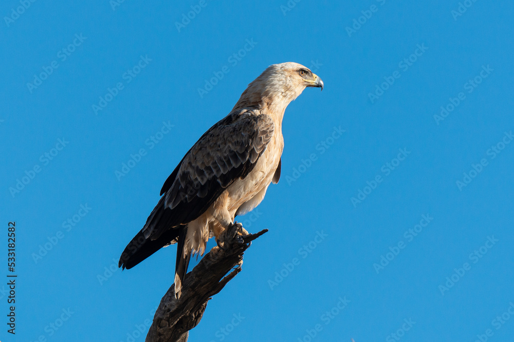 Autour chanteur, .Melierax canorus, Pale Chanting Goshawk Autour chanteur, .Melierax canorus, Pale Chanting Goshawk