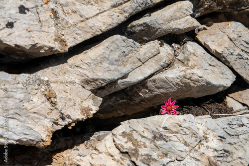 Hauswurzblüte - Sempervivum montanum 