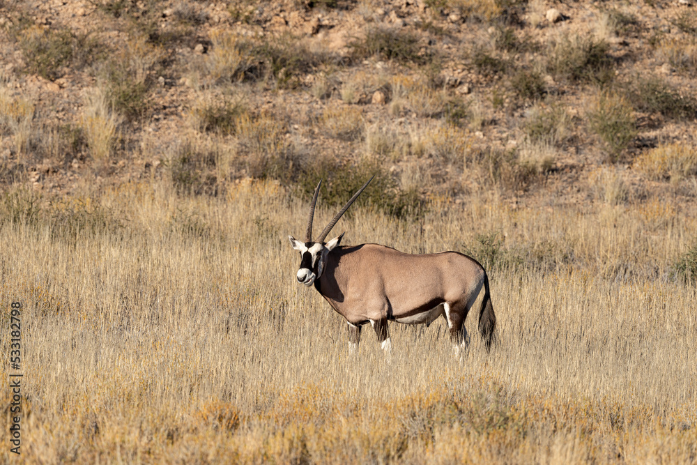 oryx gazelle, gemsbok, Oryx gazella, Parc national Kalahari, Afrique du Sud oryx gazelle, gemsbok, Oryx gazella, Parc national Kalahari, Afrique du Sud