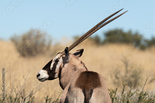 oryx gazelle, gemsbok, Oryx gazella, Parc national Kalahari, Afrique du Sud