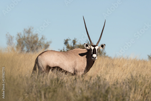 oryx gazelle  gemsbok  Oryx gazella  Parc national Kalahari  Afrique du Sud